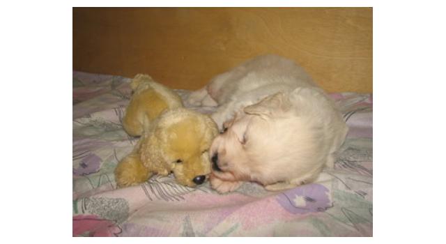 Щенки папийона (папильона) в питомнике Бон Плезир Щенки папийона (папильона) в питомнике Бон Плезир