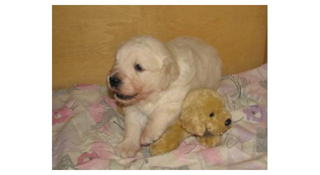 Щенки папийона (папильона) в питомнике Бон Плезир Щенки папийона (папильона) в питомнике Бон Плезир