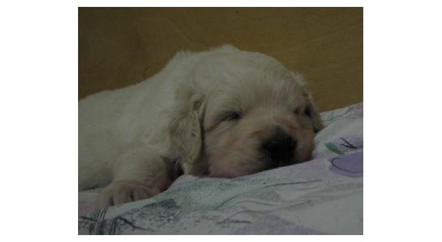 Щенки папийона (папильона) в питомнике Бон Плезир Щенки папийона (папильона) в питомнике Бон Плезир