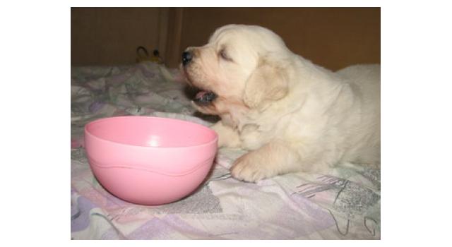 Щенки папийона (папильона) в питомнике Бон Плезир Щенки папийона (папильона) в питомнике Бон Плезир