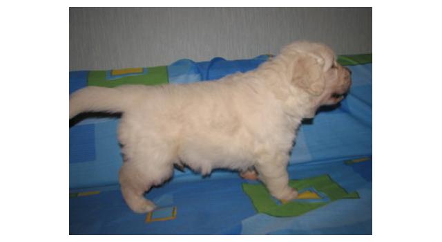 Щенки папийона (папильона) в питомнике Бон Плезир Щенки папийона (папильона) в питомнике Бон Плезир