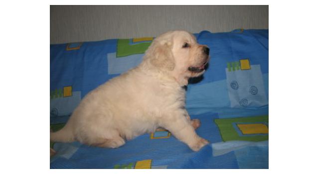 Щенки папийона (папильона) в питомнике Бон Плезир Щенки папийона (папильона) в питомнике Бон Плезир