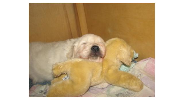 Щенки папийона (папильона) в питомнике Бон Плезир Щенки папийона (папильона) в питомнике Бон Плезир