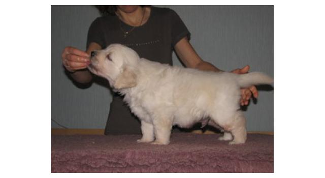 Щенки папийона (папильона) в питомнике Бон Плезир Щенки папийона (папильона) в питомнике Бон Плезир