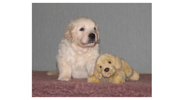 Щенки папийона (папильона) в питомнике Бон Плезир Щенки папийона (папильона) в питомнике Бон Плезир
