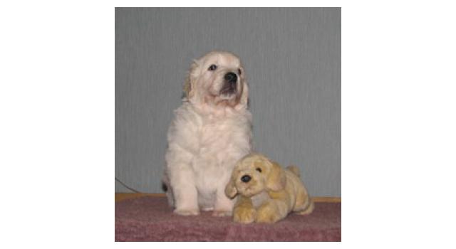 Щенки папийона (папильона) в питомнике Бон Плезир Щенки папийона (папильона) в питомнике Бон Плезир