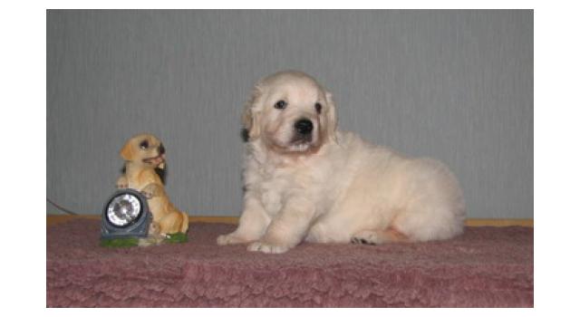 Щенки папийона (папильона) в питомнике Бон Плезир Щенки папийона (папильона) в питомнике Бон Плезир