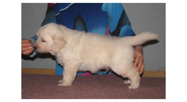 Щенки папийона (папильона) в питомнике Бон Плезир Щенки папийона (папильона) в питомнике Бон Плезир