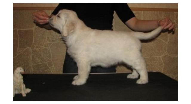 Щенки папийона (папильона) в питомнике Бон Плезир Щенки папийона (папильона) в питомнике Бон Плезир