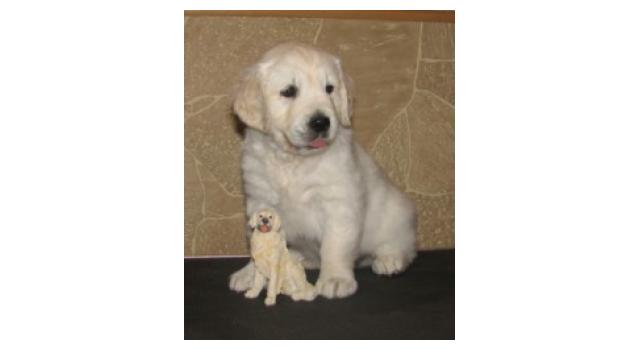 Щенки папийона (папильона) в питомнике Бон Плезир Щенки папийона (папильона) в питомнике Бон Плезир