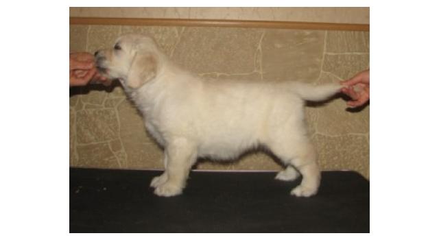 Щенки папийона (папильона) в питомнике Бон Плезир Щенки папийона (папильона) в питомнике Бон Плезир