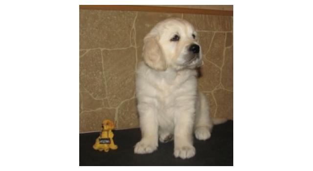 Щенки папийона (папильона) в питомнике Бон Плезир Щенки папийона (папильона) в питомнике Бон Плезир