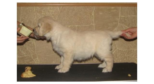 Щенки папийона (папильона) в питомнике Бон Плезир Щенки папийона (папильона) в питомнике Бон Плезир