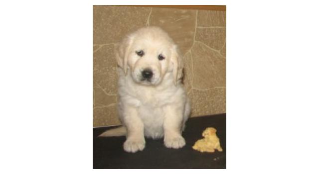 Щенки папийона (папильона) в питомнике Бон Плезир Щенки папийона (папильона) в питомнике Бон Плезир