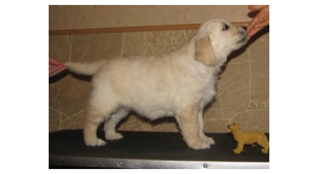 Щенки папийона (папильона) в питомнике Бон Плезир Щенки папийона (папильона) в питомнике Бон Плезир