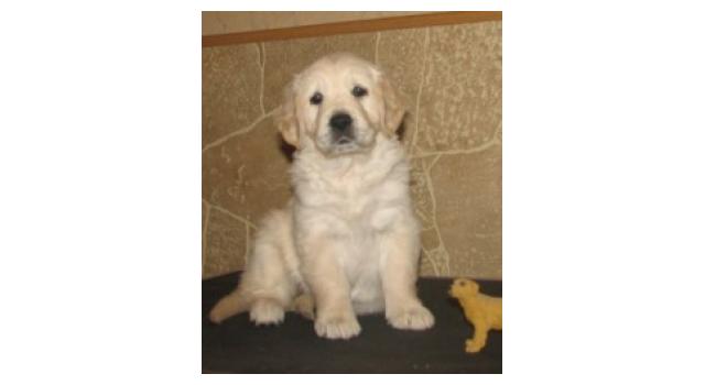 Щенки папийона (папильона) в питомнике Бон Плезир Щенки папийона (папильона) в питомнике Бон Плезир