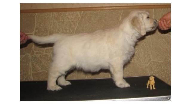 Щенки папийона (папильона) в питомнике Бон Плезир Щенки папийона (папильона) в питомнике Бон Плезир