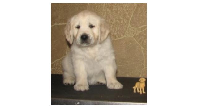 Щенки папийона (папильона) в питомнике Бон Плезир Щенки папийона (папильона) в питомнике Бон Плезир