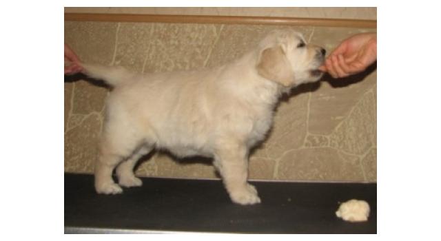 Щенки папийона (папильона) в питомнике Бон Плезир Щенки папийона (папильона) в питомнике Бон Плезир