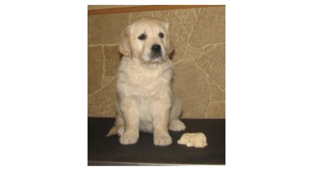 Щенки папийона (папильона) в питомнике Бон Плезир Щенки папийона (папильона) в питомнике Бон Плезир