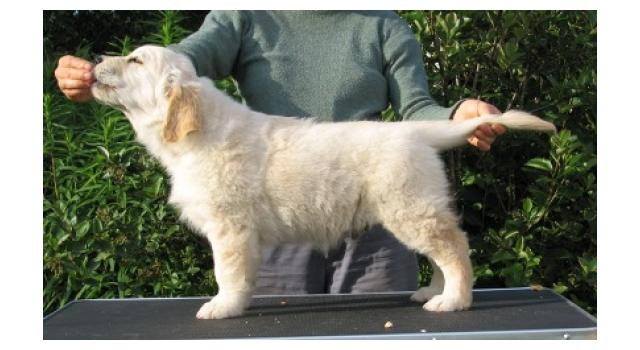 Щенки папийона (папильона) в питомнике Бон Плезир Щенки папийона (папильона) в питомнике Бон Плезир