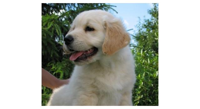 Щенки папийона (папильона) в питомнике Бон Плезир Щенки папийона (папильона) в питомнике Бон Плезир