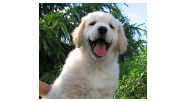 Щенки папийона (папильона) в питомнике Бон Плезир Щенки папийона (папильона) в питомнике Бон Плезир