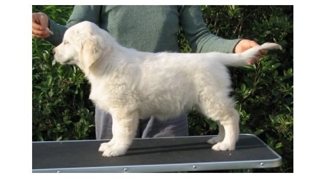 Щенки папийона (папильона) в питомнике Бон Плезир Щенки папийона (папильона) в питомнике Бон Плезир