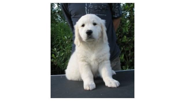 Щенки папийона (папильона) в питомнике Бон Плезир Щенки папийона (папильона) в питомнике Бон Плезир