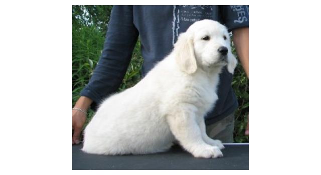 Щенки папийона (папильона) в питомнике Бон Плезир Щенки папийона (папильона) в питомнике Бон Плезир