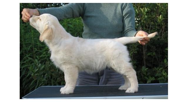 Щенки папийона (папильона) в питомнике Бон Плезир Щенки папийона (папильона) в питомнике Бон Плезир