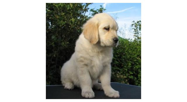 Щенки папийона (папильона) в питомнике Бон Плезир Щенки папийона (папильона) в питомнике Бон Плезир