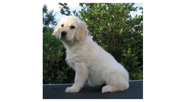 Щенки папийона (папильона) в питомнике Бон Плезир Щенки папийона (папильона) в питомнике Бон Плезир