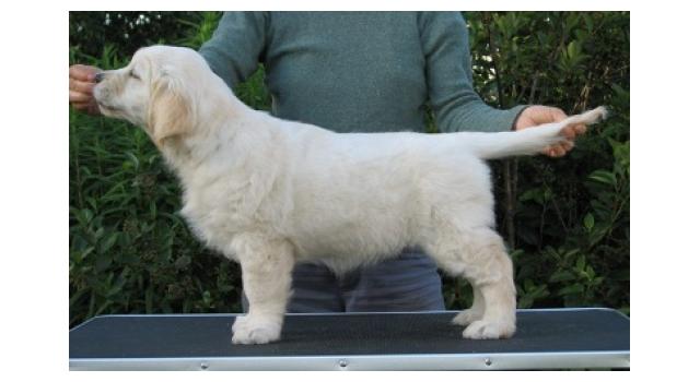 Щенки папийона (папильона) в питомнике Бон Плезир Щенки папийона (папильона) в питомнике Бон Плезир