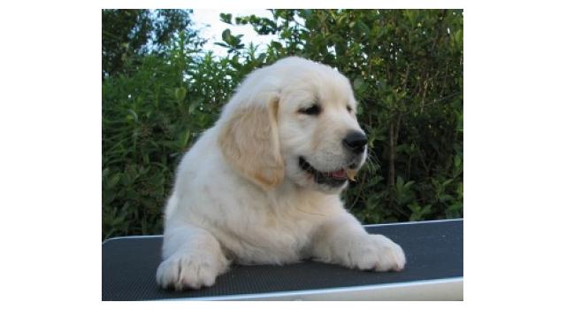 Щенки папийона (папильона) в питомнике Бон Плезир Щенки папийона (папильона) в питомнике Бон Плезир