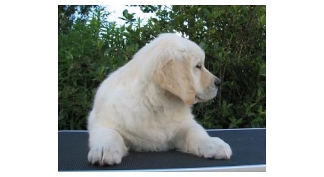 Щенки папийона (папильона) в питомнике Бон Плезир Щенки папийона (папильона) в питомнике Бон Плезир