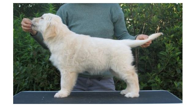 Щенки папийона (папильона) в питомнике Бон Плезир Щенки папийона (папильона) в питомнике Бон Плезир