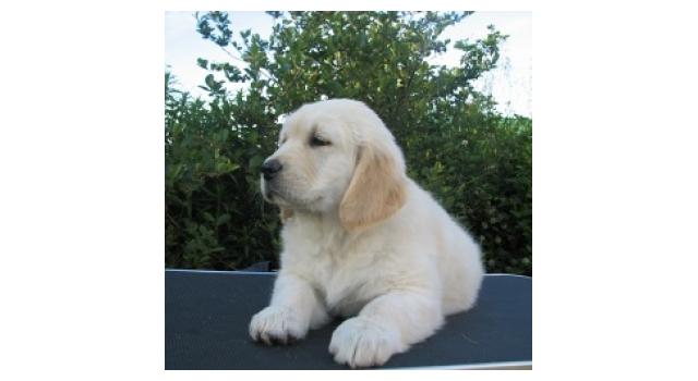 Щенки папийона (папильона) в питомнике Бон Плезир Щенки папийона (папильона) в питомнике Бон Плезир