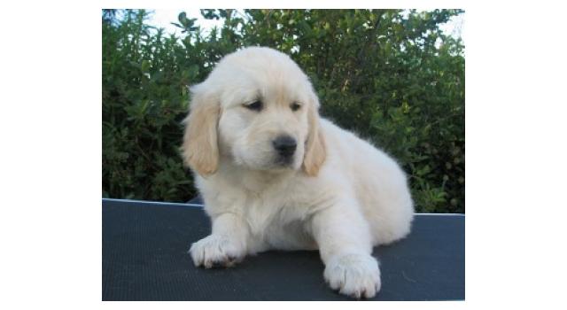 Щенки папийона (папильона) в питомнике Бон Плезир Щенки папийона (папильона) в питомнике Бон Плезир