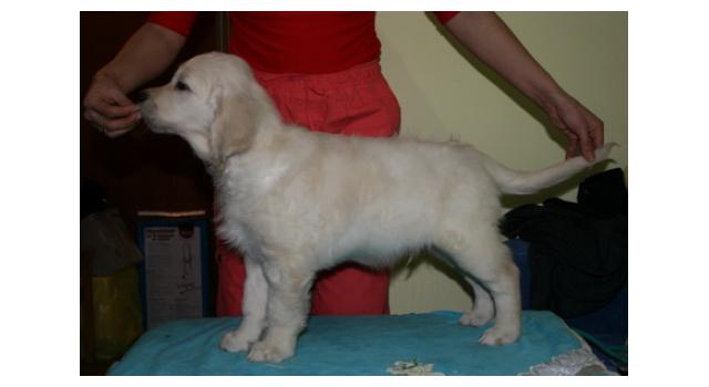 Щенки папийона (папильона) в питомнике Бон Плезир Щенки папийона (папильона) в питомнике Бон Плезир