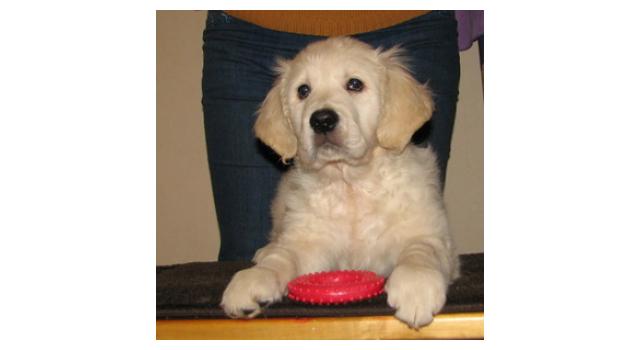 Щенки папийона (папильона) в питомнике Бон Плезир Щенки папийона (папильона) в питомнике Бон Плезир