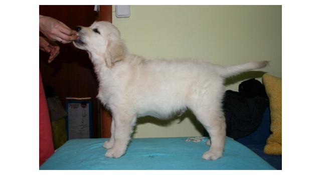 Щенки папийона (папильона) в питомнике Бон Плезир Щенки папийона (папильона) в питомнике Бон Плезир