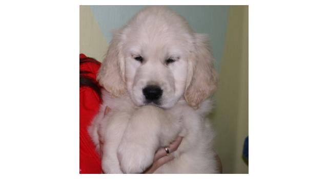 Щенки папийона (папильона) в питомнике Бон Плезир Щенки папийона (папильона) в питомнике Бон Плезир