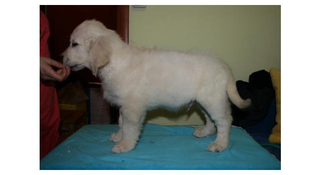 Щенки папийона (папильона) в питомнике Бон Плезир Щенки папийона (папильона) в питомнике Бон Плезир