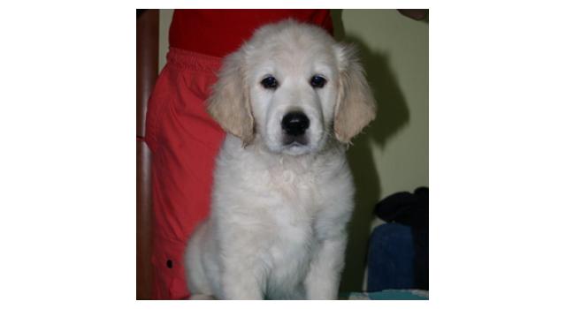 Щенки папийона (папильона) в питомнике Бон Плезир Щенки папийона (папильона) в питомнике Бон Плезир