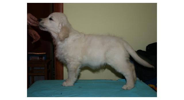 Щенки папийона (папильона) в питомнике Бон Плезир Щенки папийона (папильона) в питомнике Бон Плезир