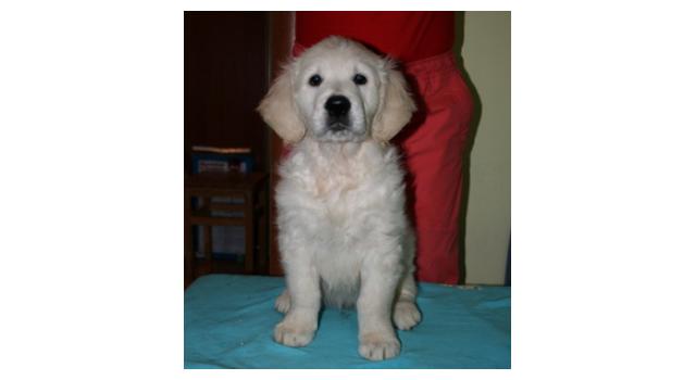 Щенки папийона (папильона) в питомнике Бон Плезир Щенки папийона (папильона) в питомнике Бон Плезир