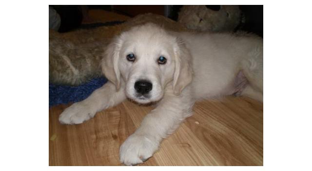 Щенки папийона (папильона) в питомнике Бон Плезир Щенки папийона (папильона) в питомнике Бон Плезир