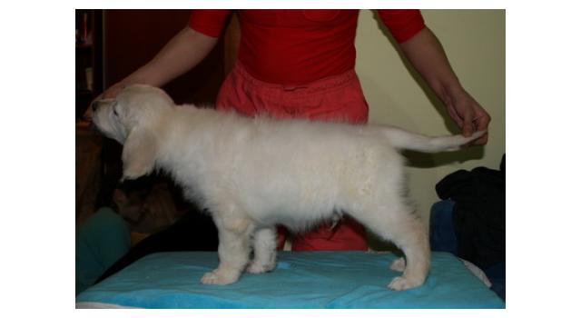 Щенки папийона (папильона) в питомнике Бон Плезир Щенки папийона (папильона) в питомнике Бон Плезир