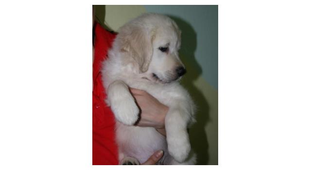 Щенки папийона (папильона) в питомнике Бон Плезир Щенки папийона (папильона) в питомнике Бон Плезир